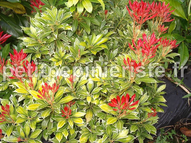 pieris panaché avec ses pousses rouges